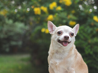 Fototapeta premium cute brown short hair chihuahua dog sitting in the garden, looking curiously. Copy space.