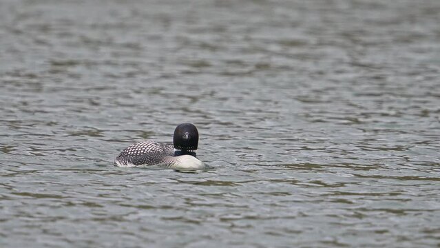 Single Loon floating on a pond as it stretches its wing during migration through Utah.