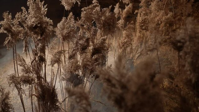 Silhouette of pampas grass swaying in the wind at sunset
