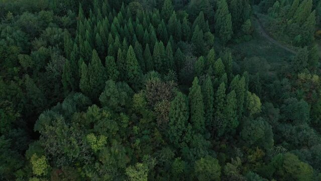 ドローン空撮　森の上空、オープニングの雰囲気