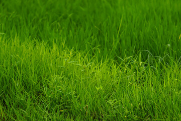 green grass background 논길 여름 논 밭 시골 길