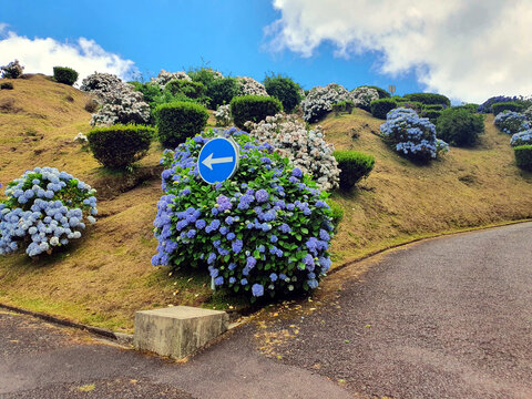 blooming hydrangea bushes (hortensia) at Sao Miguel island, Portugal