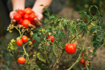 garden bed with branch of ripe tomatoes on background of farmer hands with red tomatoes