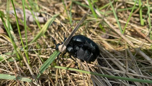 Ein Schwarz Blaues &Ouml;lk&auml;fer P&auml;rchen bei der Paarung