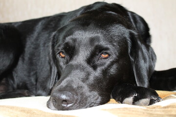black labrador retriever