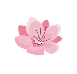 Concept Cherry blossom flowers. The concept behind this illustration of a cherry blossom flower is one of delicate beauty and fleeting grace. Vector illustration.
