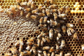 beekeeping - bees work on the production of honey