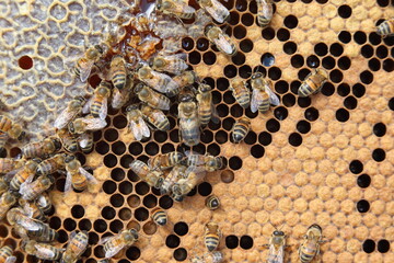 beekeeping - the brood of bees