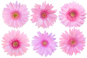 Pink Gerbera Daisy Collection on white background.flower on clipping path.