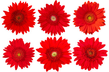 Red Gerbera Daisy on white background.flower on clipping path.