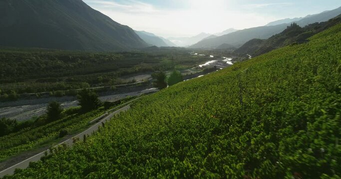 aerial view of terraced vineyards in the swiss Valais canton