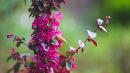 Loropetalum chinensis closeup of the pink purple blossoms in front of green backgrouns- gardening concept