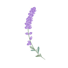 Lavender flower on white background isolated. Watercolor lavender. Botanical vector illustration