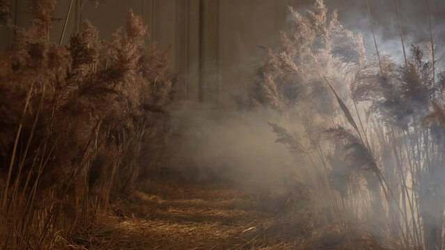 Dry pampas grass close up, natural textures 