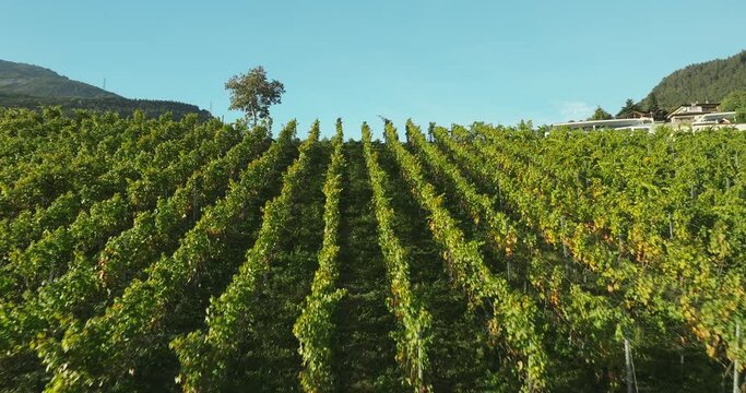 aerial view of terraced vineyards in the swiss Valais canton