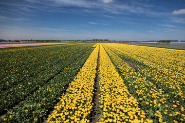 Tulip plantation in Netherlands. Traditional dutch rural landscape with fields of tulips during springtime.