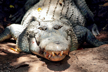 Obraz premium Face à face avec le crocodile