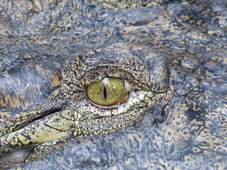 Dans les yeux du crocodile