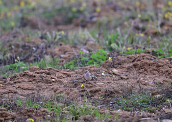 beautiful gray-pink linnet on the ground near the bushes in search of food in the spring