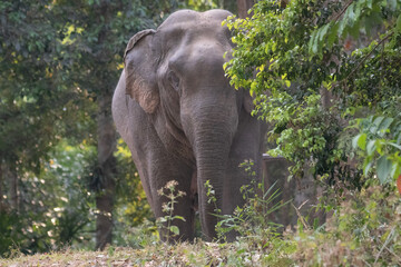 Fototapeta premium elephant in the forest
