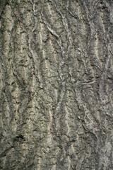 Surface of grey bark of common walnut tree