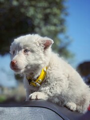 jack russell terrier puppy