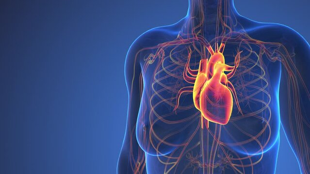 Anatomy Of Human Heart Inside Body