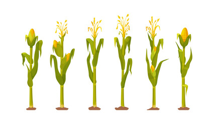 Vector illustration of a farmland with ripe corn plants. Corn harvest. Row of corn on white background.