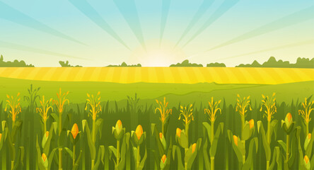 Vector illustration of a summer field. A field of corn. Beautiful landscape of rural nature.
