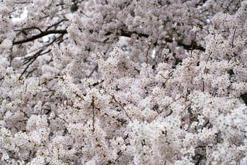Cherry tree in full blooming on rainy day.