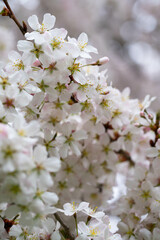 Full bloom of cherry try on rainy day.