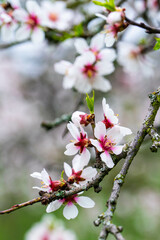 Almond blooming on moody rainy day.