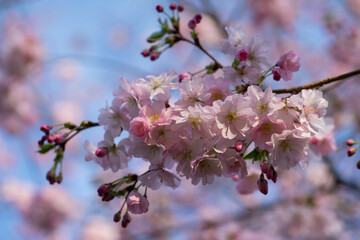 Fototapeta na wymiar Pink sakura blooming with blue sky on background.