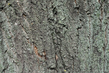 Close view of grey bark of apricot tree