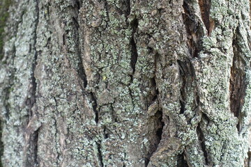 Mint green lichen on bark of apricot tree