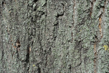 Texture of grey bark of apricot tree covered with dry lichen