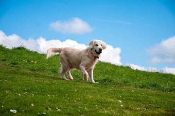 Golden retriever on a meadow