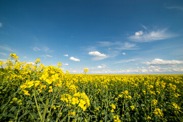 Obraz premium Yellow rapeseed field at the sunset. Sunlight illuminates yellow canola