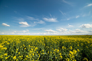 Obraz premium Yellow rapeseed field at the sunset. Sunlight illuminates yellow canola