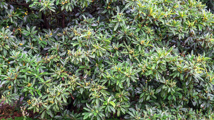 果実が色づき始めたビワ（Eriobotrya japonica）の木／5月