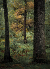 A stunning woodland scene in Scotland during the end of summer