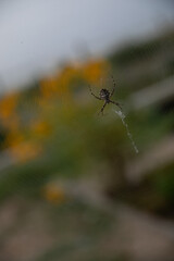 spider with webs on the window insect