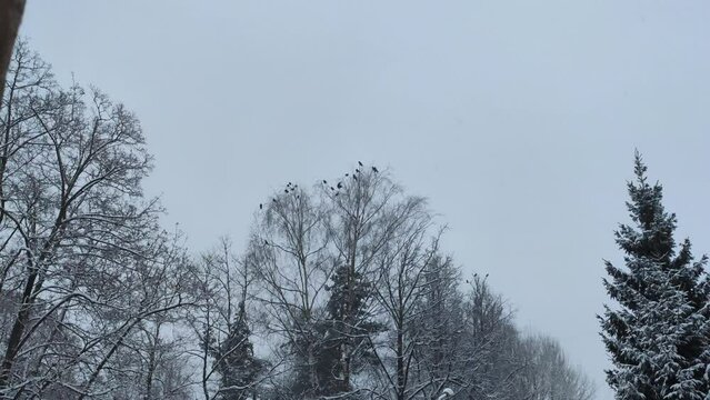 Dark-feathered corvids clustered densely among bare tree branches against a gray sky. 
