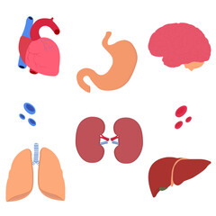  Human organs set with brain, heart, lungs, stomach kidneys, liver