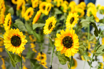 Sunflowers pattern on white background. Flat lay, top view blog hero header
