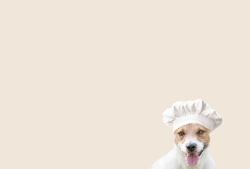 Funny dog wearing chef cook hat. Background for dogs feeding and pets eating food concepts.