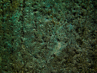 green moss background in the forest house