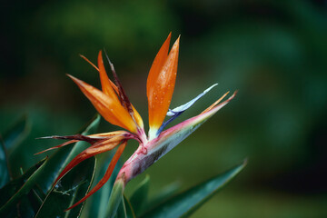 brazil flower in full bloom