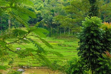 Landscape tropical nature, green rice fields and trees