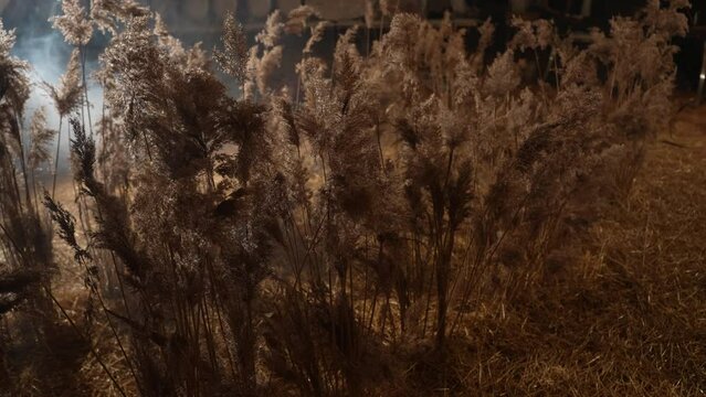 Beautiful spring april tall grass flowers swaying by blowing wind outdoors